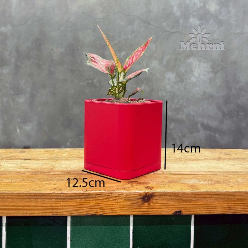 12.5 cm opening cubic vase (Code 104/12.5B)