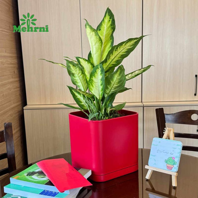 Cubic pot 20 cm opening (code 104/20B)