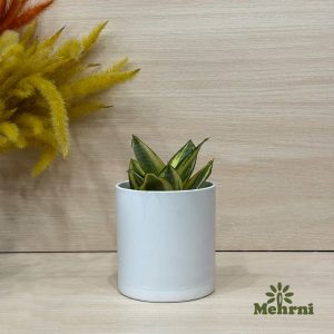 گلدان استوانه ای میکا 103/12.5B