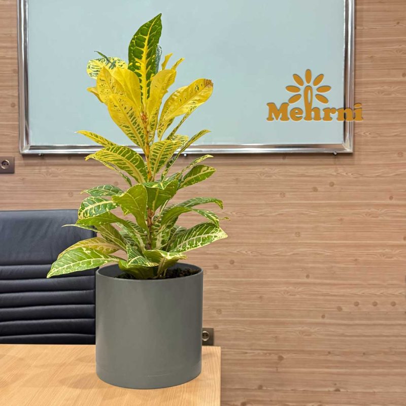 Mica Cylindrical Pot 103/25