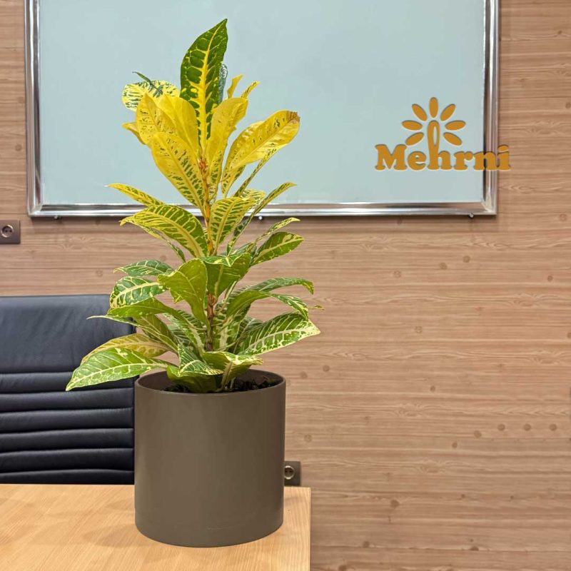 Mica Cylindrical Pot 103/25