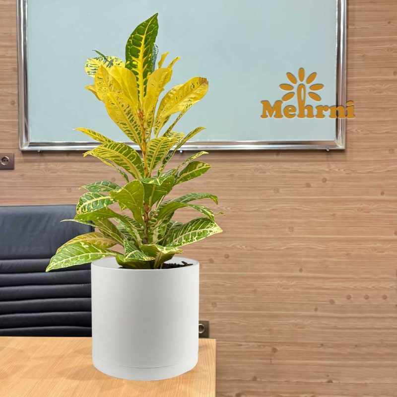 Mica Cylindrical Pot 103/25