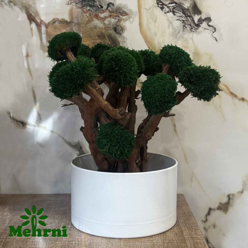 Tall Bonsai Pot 30 cm Opening (Model 153/30)