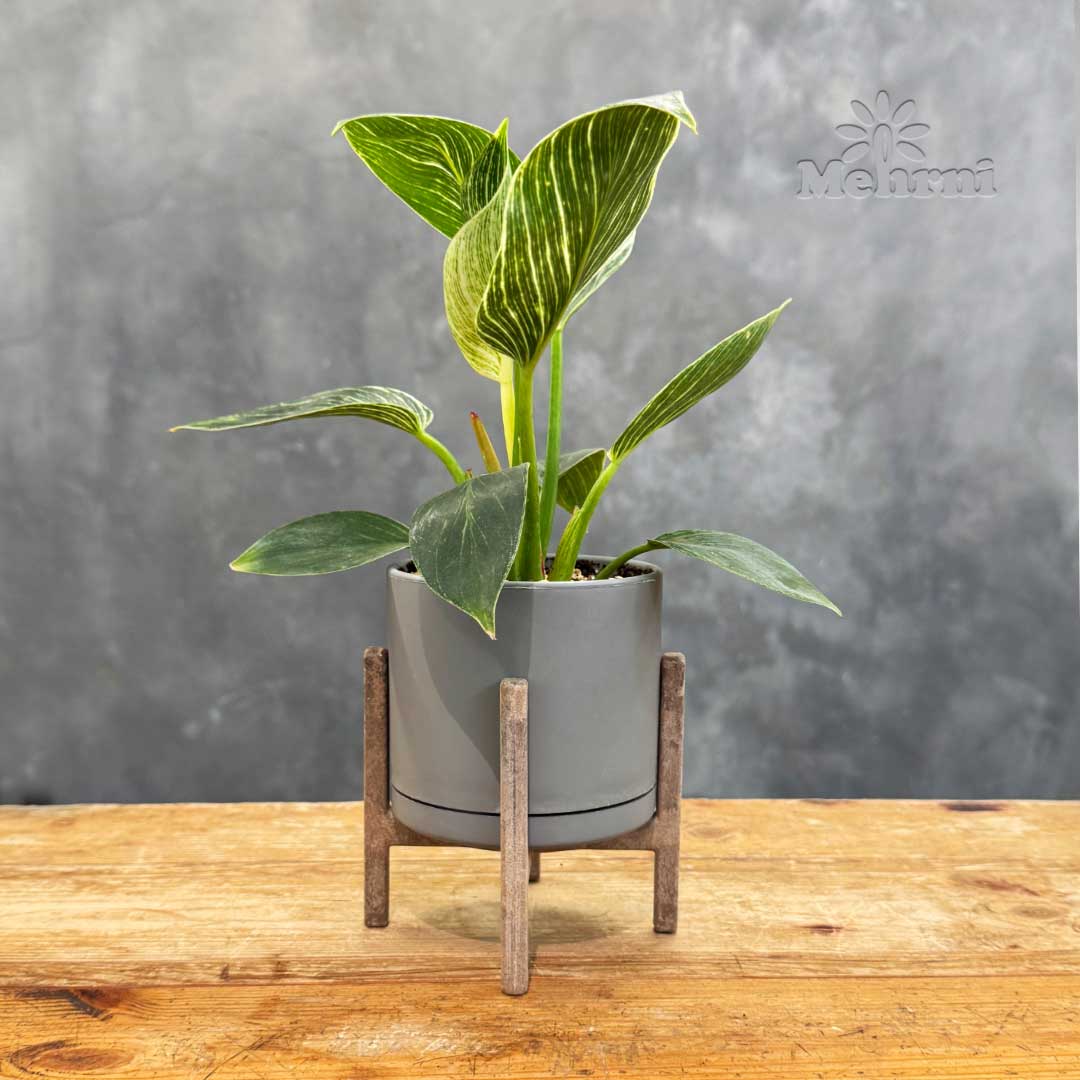 202.10.FLAT-STAND.103.10WHITE