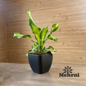 گلدان مربع منحنی 102/15