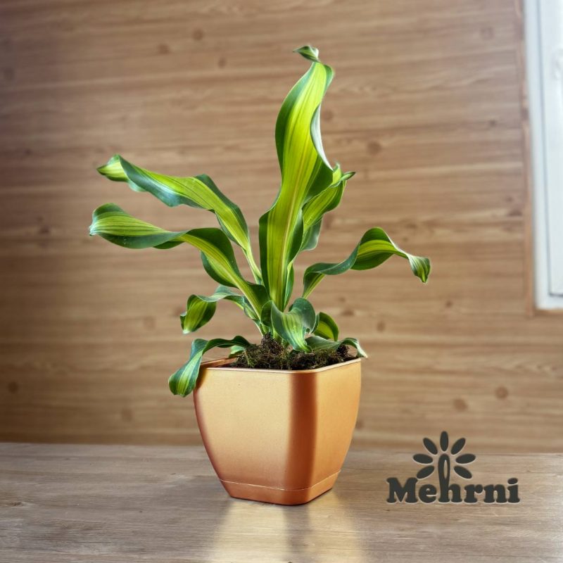 Curved Square Pot 102/15