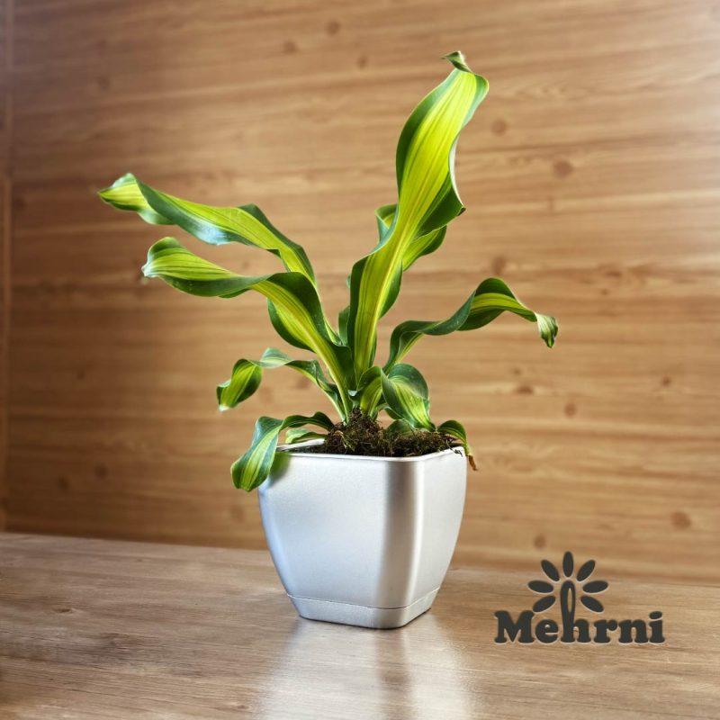 Curved Square Pot 102/15