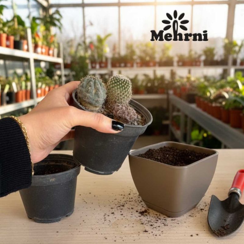 Curved Cube Planter Code 102/10