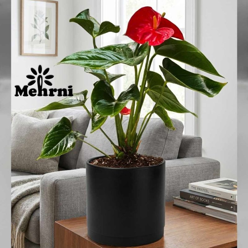 Cylindrical Planter, 20 cm Opening (103/20B)