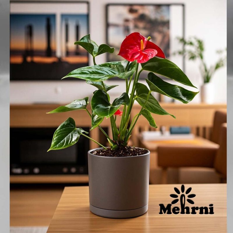 Cylindrical Planter, 20 cm Opening (103/20B)