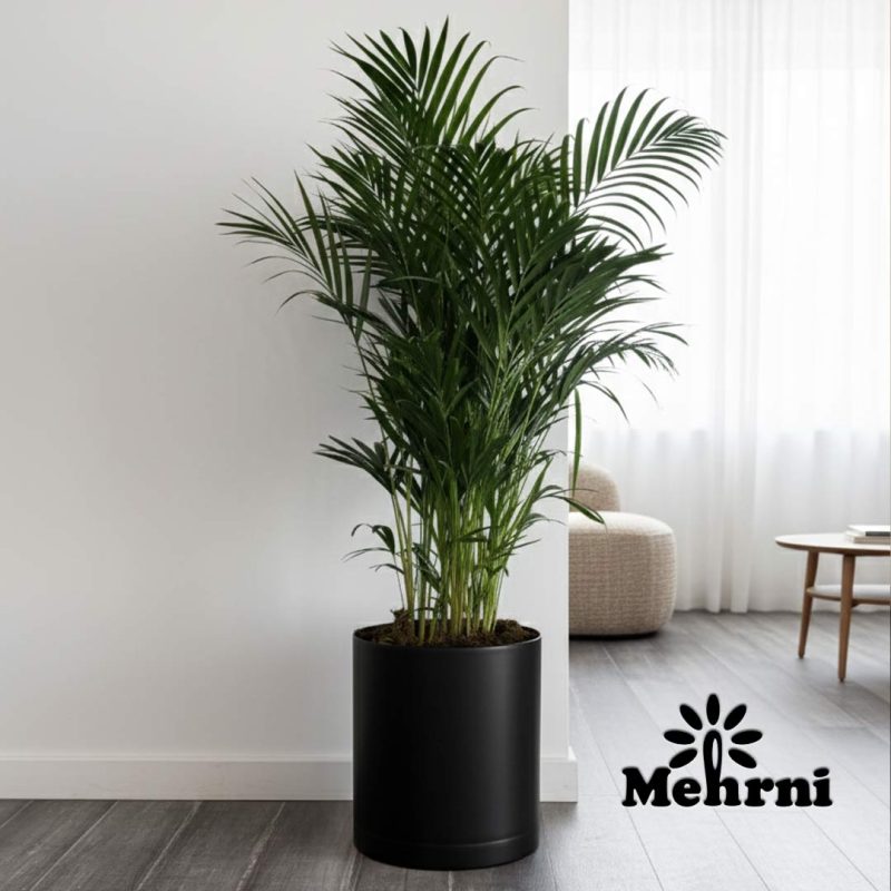 Mica Cylindrical Planter, 40 cm Opening 103/40B