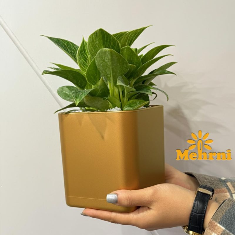 12.5 cm opening cubic vase (Code 104/12.5B)
