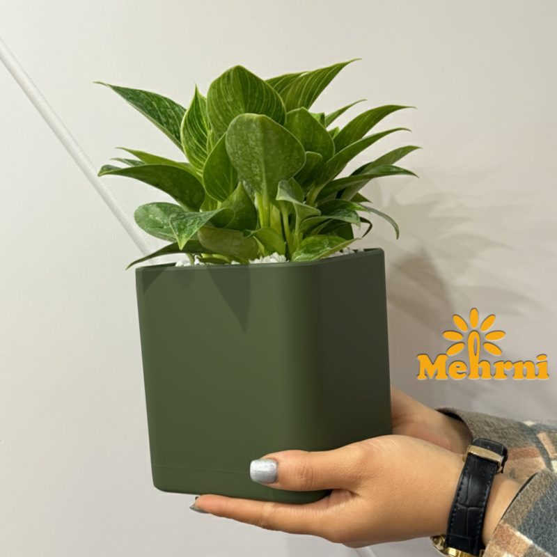 12.5 cm opening cubic vase (Code 104/12.5B)