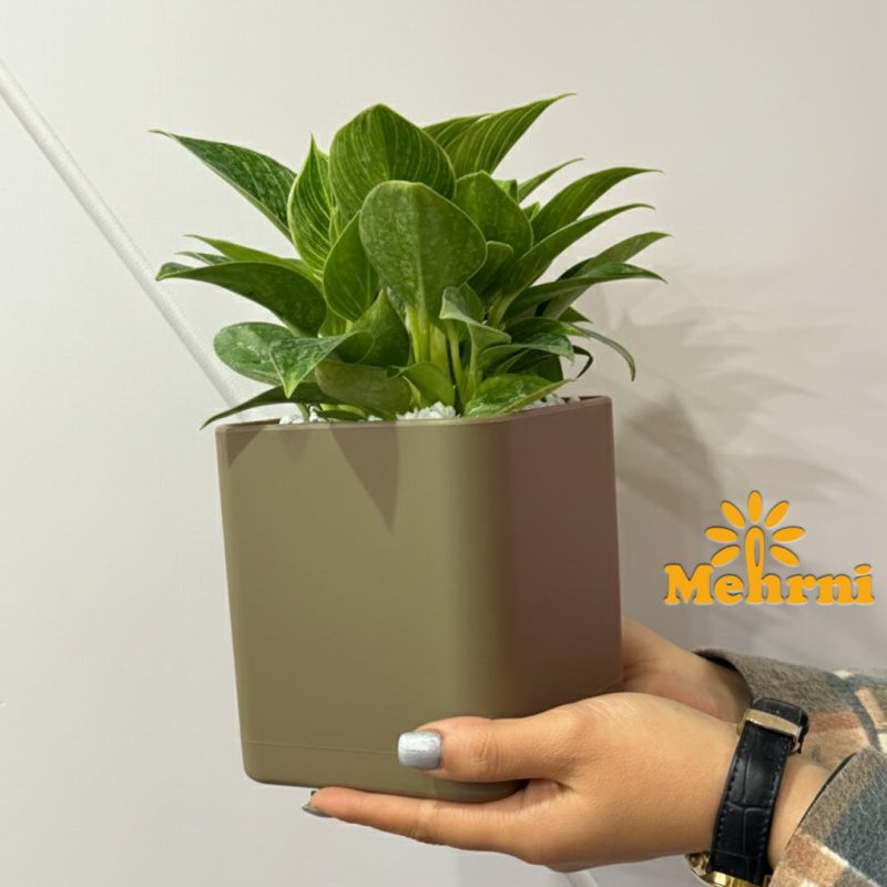 12.5 cm opening cubic vase (Code 104/12.5B)